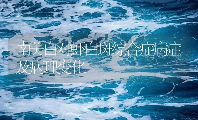 南美白对虾白斑综合症病症及病理变化 | 海水养殖