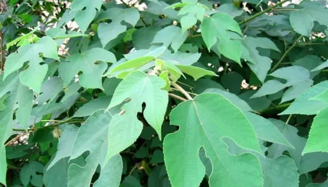 用构树叶喂草鱼能防病，粪便还能培养生物絮团，起到“一草养三鲢“的效应