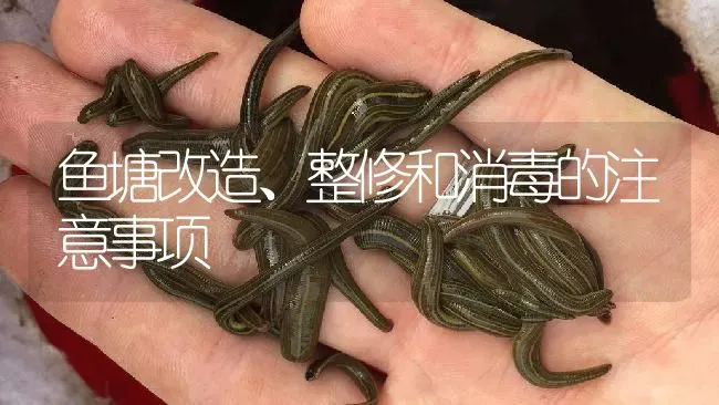 鱼塘改造、整修和消毒的注意事项 | 特种养殖