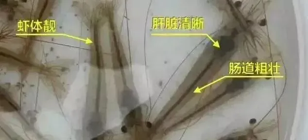 很多南美白对虾养殖户的困惑：对虾为什么总在四五十天发病？