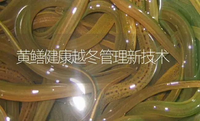 黄鳝健康越冬管理新技术 | 淡水养殖