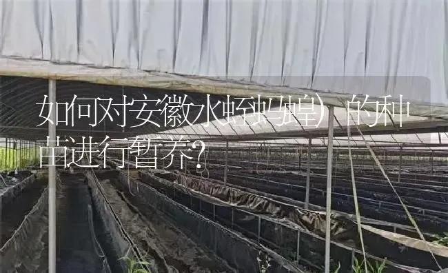 如何对安徽水蛭蚂蝗)的种苗进行暂养？ | 特种养殖