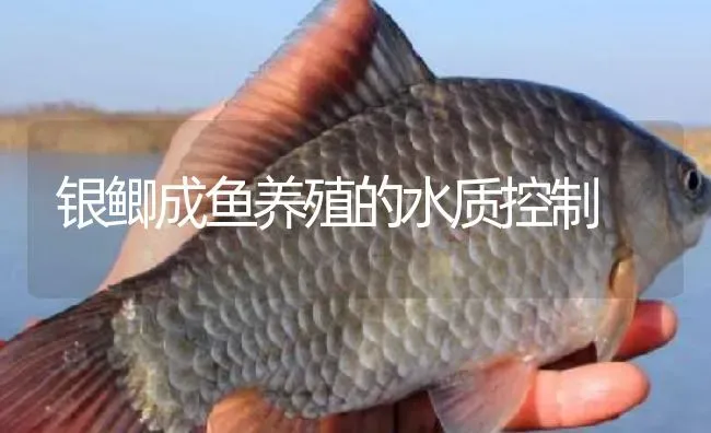 银鲫成鱼养殖的水质控制 | 淡水养殖