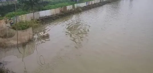 加州鲈池塘亚硝酸盐高的处理方案