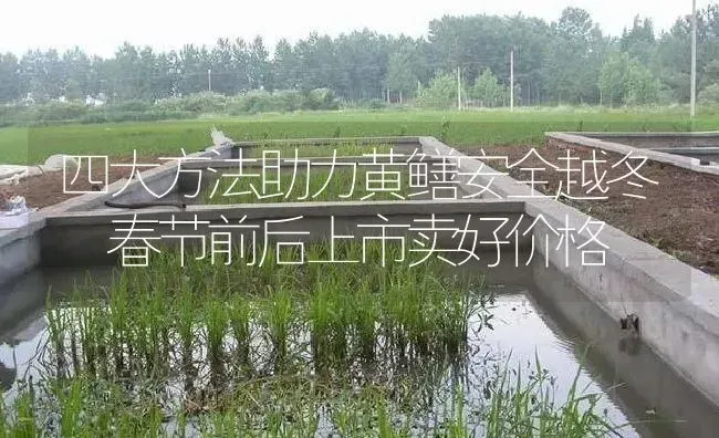 四大方法助力黄鳝安全越冬 春节前后上市卖好价格 | 淡水养殖