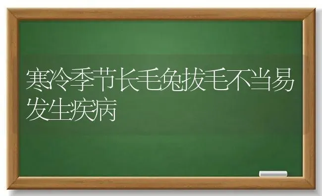 寒冷季节长毛兔拔毛不当易发生疾病 | 家畜养殖