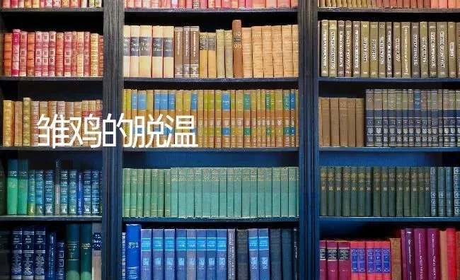 雏鸡的脱温 | 家禽养殖