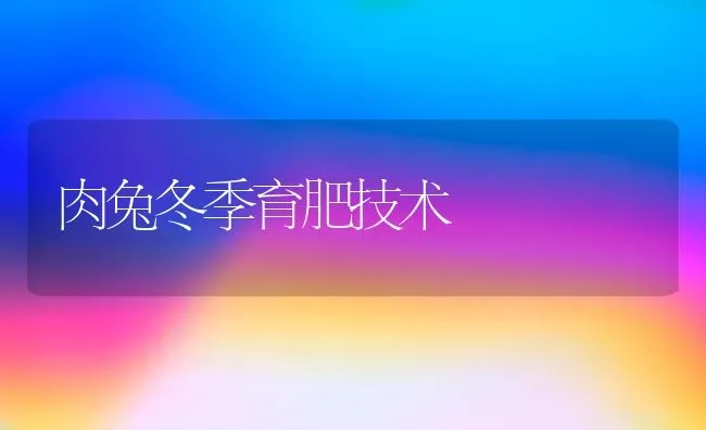 肉兔冬季育肥技术 | 家畜养殖