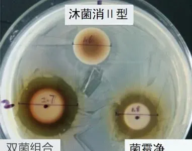 现行草鱼“烂身”“怪病”急救方案