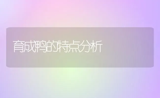 育成鸭的特点分析 | 家禽养殖