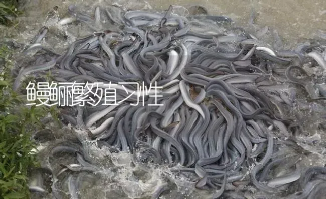 鳗鲡繁殖习性 | 淡水养殖