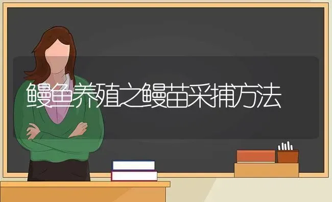 鳗鱼养殖之鳗苗采捕方法 | 淡水养殖