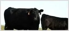 中加肉牛合作专场推介安格斯牛 | 动物养殖资料