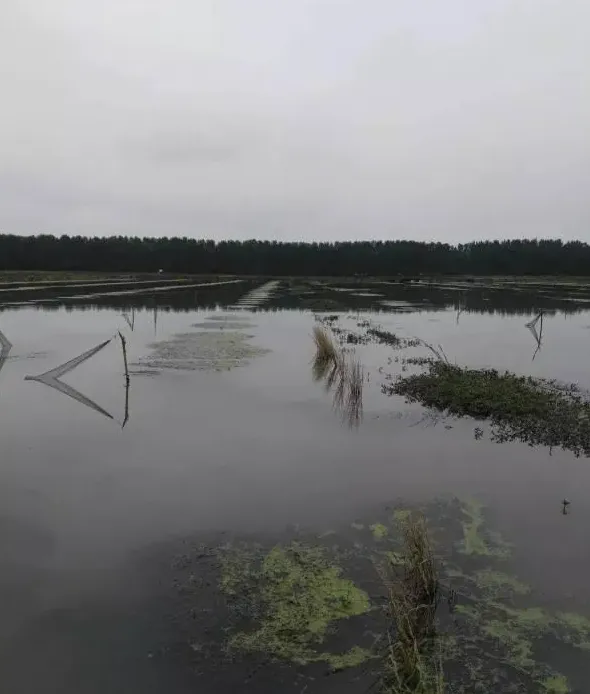 冬春季节养殖小龙虾第二篇：水草种植