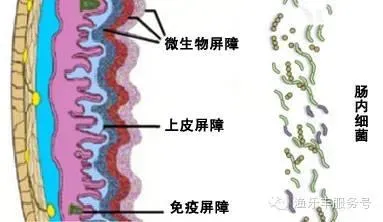 养殖户如何做好草鱼肠道健康护理？