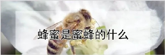 蜂蜜是蜜蜂的什么 | 养殖动物技术