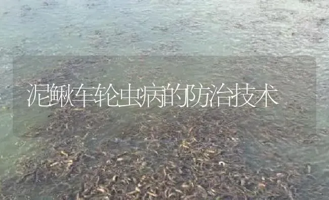 泥鳅车轮虫病的防治技术 | 淡水养殖