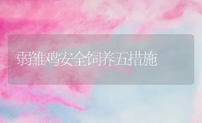 弱雏鸡安全饲养五措施 | 家禽养殖