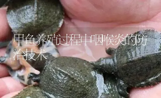 甲鱼养殖过程中咽喉炎的防治技术 | 淡水养殖