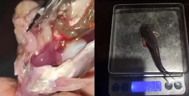 北方大棚鮰鱼苗养殖效果分享
