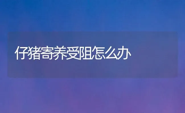 仔猪寄养受阻怎么办 | 家畜养殖