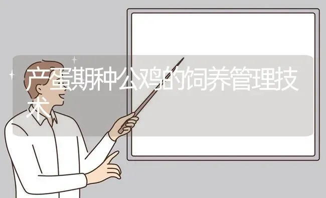 产蛋期种公鸡的饲养管理技术 | 家禽养殖