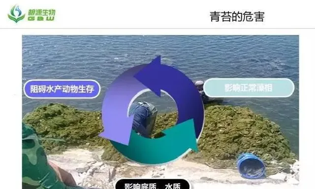 春季海参圈几种常见的控草方案效果对比