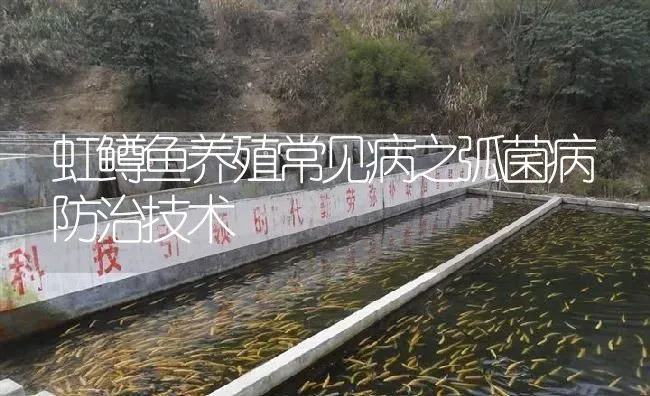 虹鳟鱼养殖常见病之弧菌病防治技术 | 淡水养殖