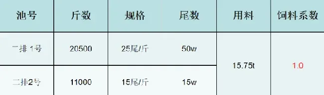 北方大棚鮰鱼苗养殖效果分享