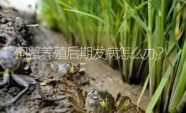 河蟹养殖后期发病怎么办？ | 淡水养殖