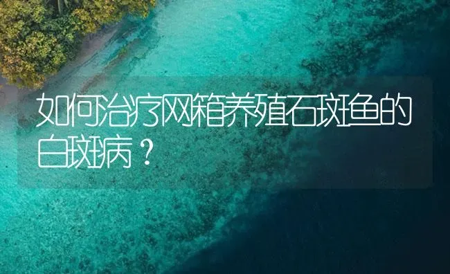 如何治疗网箱养殖石斑鱼的白斑病？ | 海水养殖