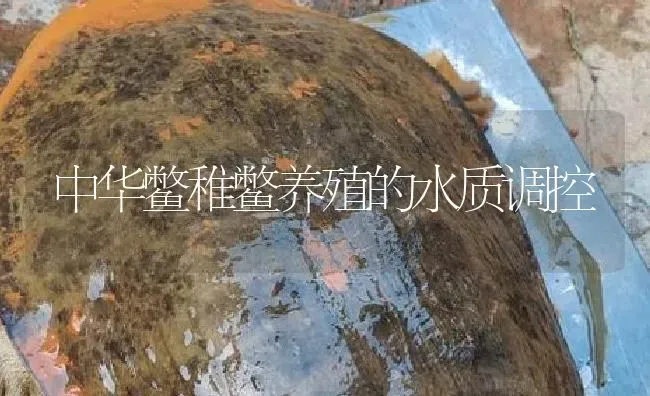 中华鳖稚鳖养殖的水质调控 | 淡水养殖