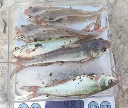 北方大棚鮰鱼苗养殖效果分享