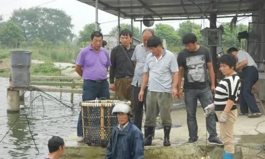 江苏宜兴市鲸塘镇钱老板精养鳊鱼鲫鱼草鱼养殖成功经验介绍