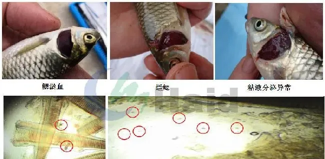 危急！一大波鱼病即将来袭，您的鱼塘顶的住吗？