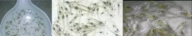 尾茬南美白对虾投苗的关键控点