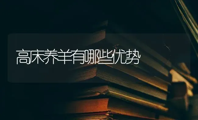 高床养羊有哪些优势 | 家畜养殖