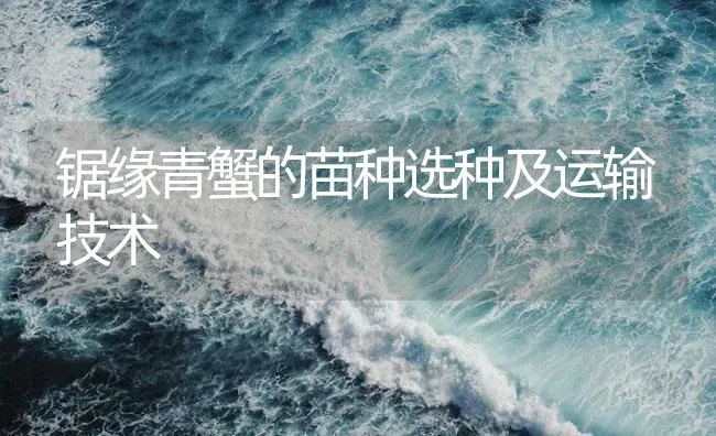 锯缘青蟹的苗种选种及运输技术 | 海水养殖