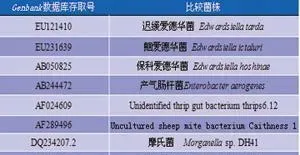 黄颡鱼“裂头病”细菌性病原的分离与鉴定