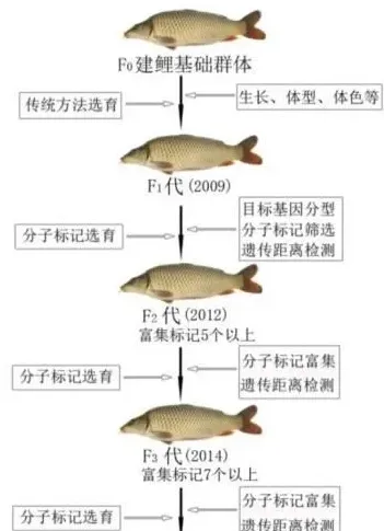 新品种：“建鲤2号”品种育种过程及试养效果