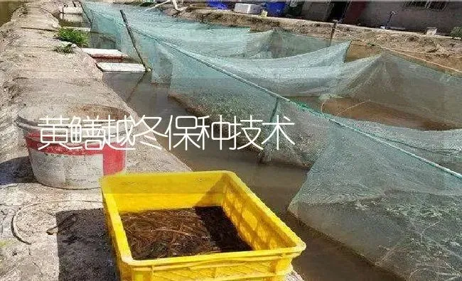 黄鳝越冬保种技术 | 淡水养殖