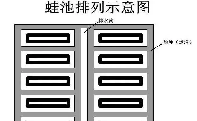 【实战技术】青蛙（黑斑蛙）养殖技术连载