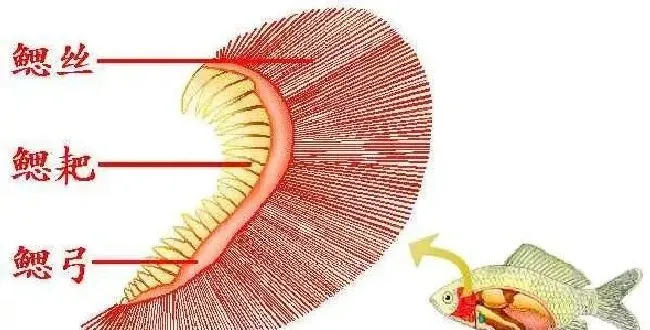 鱼类的一号杀手：不易治好且易死亡的烂鳃病