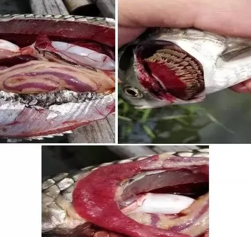 水产养殖过程中频繁杀虫是把双刃剑