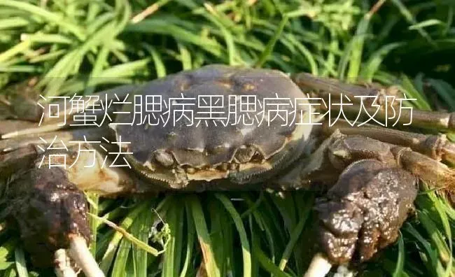 河蟹烂腮病黑腮病症状及防治方法 | 淡水养殖