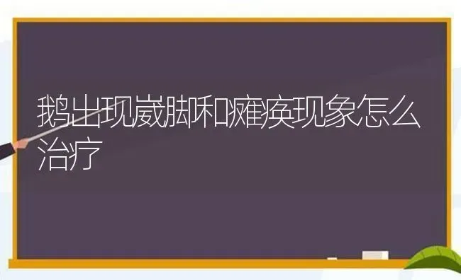 鹅出现崴脚和瘫痪现象怎么治疗 | 家禽养殖