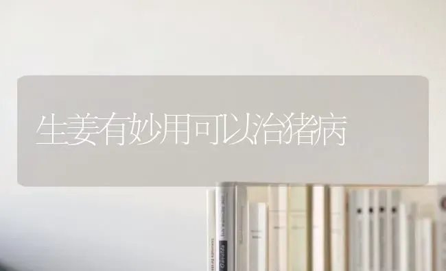生姜有妙用可以治猪病 | 家畜养殖