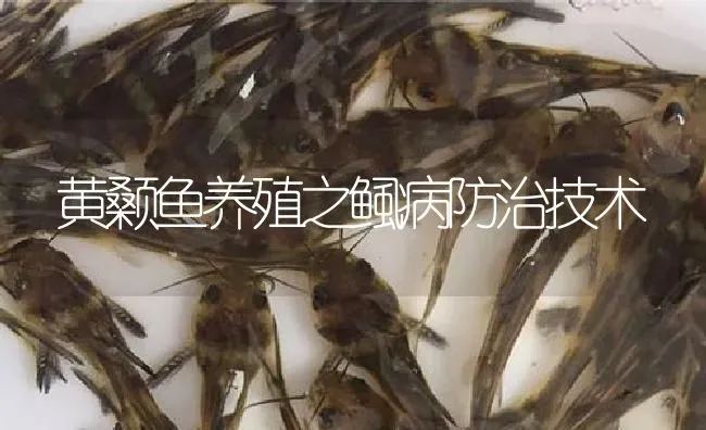 黄颡鱼养殖之鲺病防治技术 | 淡水养殖