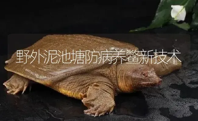 野外泥池塘防病养鳖新技术 | 淡水养殖