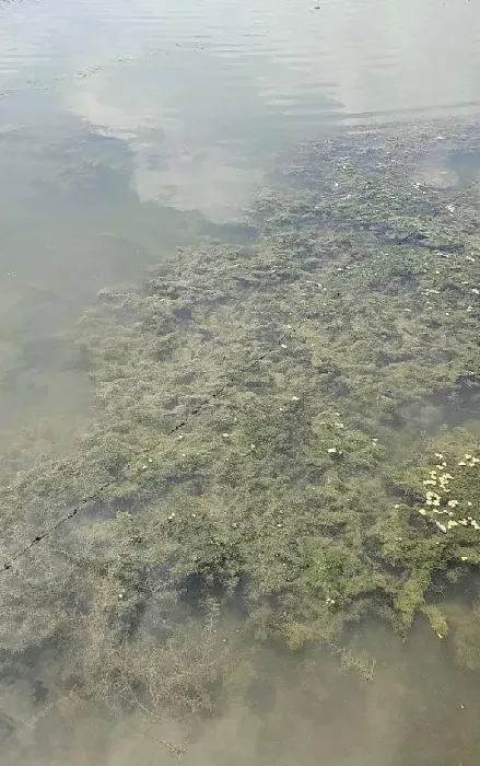 一例河蟹中毒事件的思考